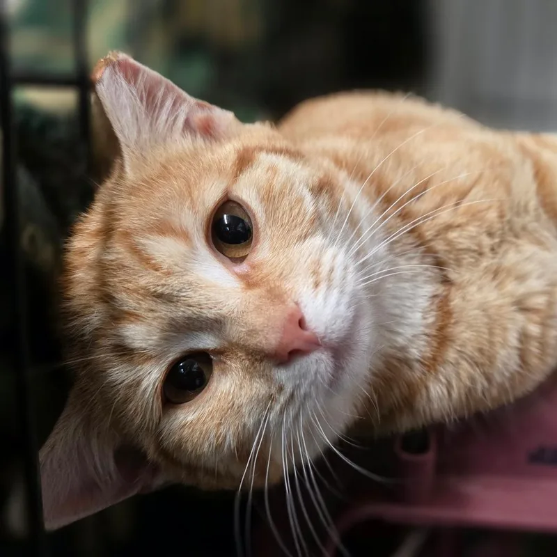 Bcas Honda thumbnail 4