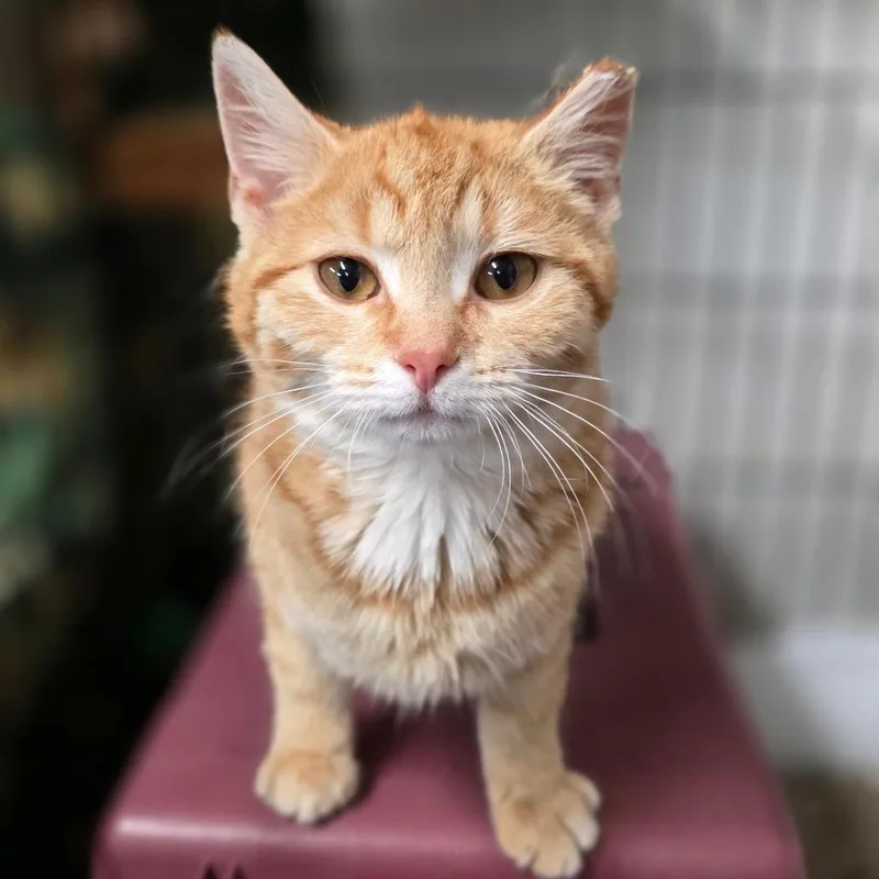 Bcas Honda thumbnail 5