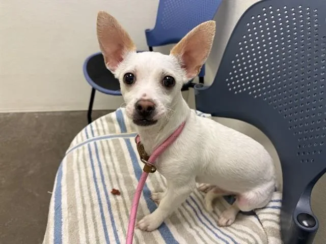 A baby small-sized male Chihuahua dog named Butters for adoption in Phoenix, AZ