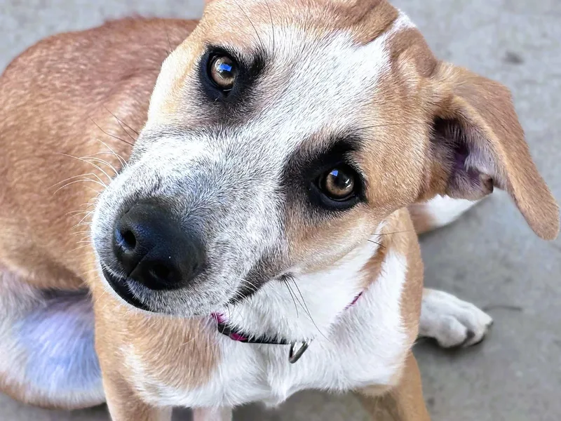 A young medium-sized female Australian Cattle Dog / Blue Heeler dog named Lucy NKA Piko for adoption in tracy, CA