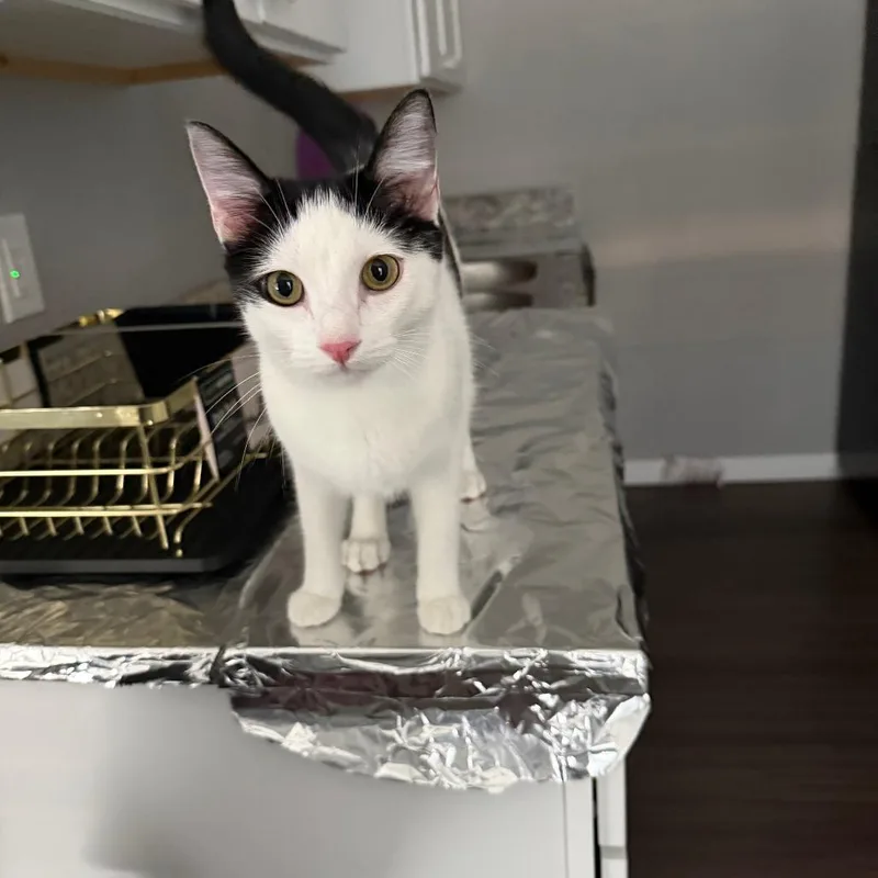 An adult medium-sized female Domestic Short Hair cat named Bella for adoption in Tulsa, OK