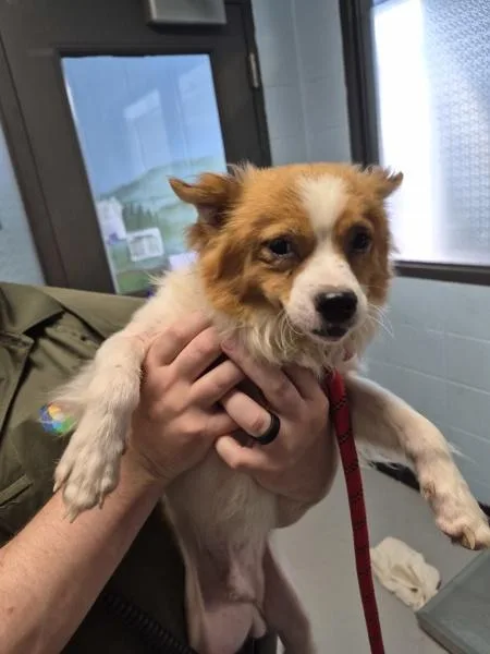 An adult small-sized male Chihuahua dog named Pen for adoption in Lawrenceville, GA