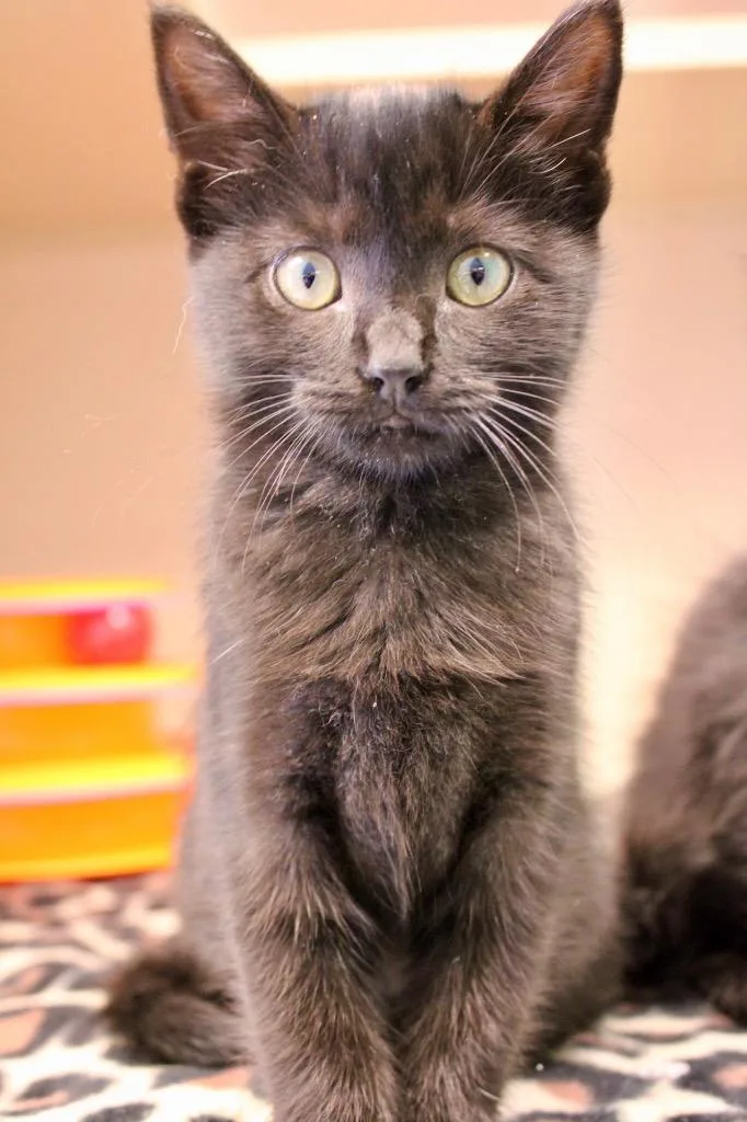 A baby medium-sized female Domestic Short Hair cat named Fendi for adoption in Morgantown, KY