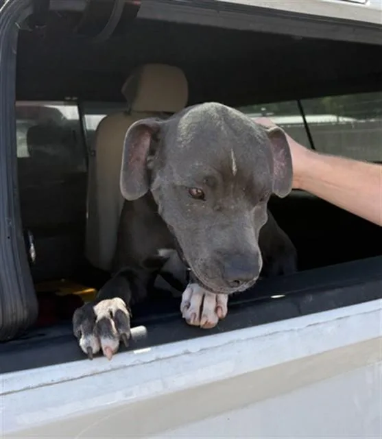 A young medium-sized male Pit Bull Terrier dog named Winston for adoption in Killeen, TX