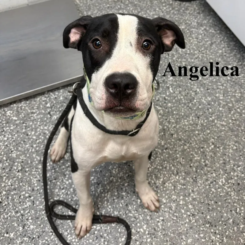 Angelica