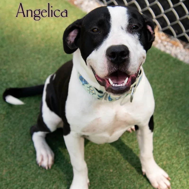 Angelica thumbnail 3