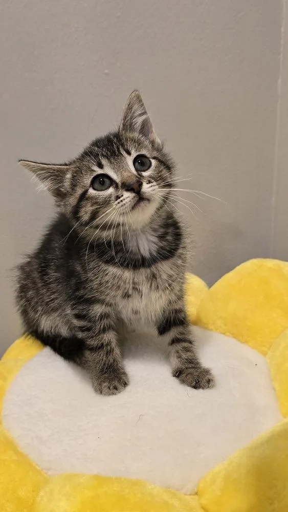 A baby medium-sized female Black Domestic Short Hair cat named Hibiscus for adoption in Clinton Township, MI
