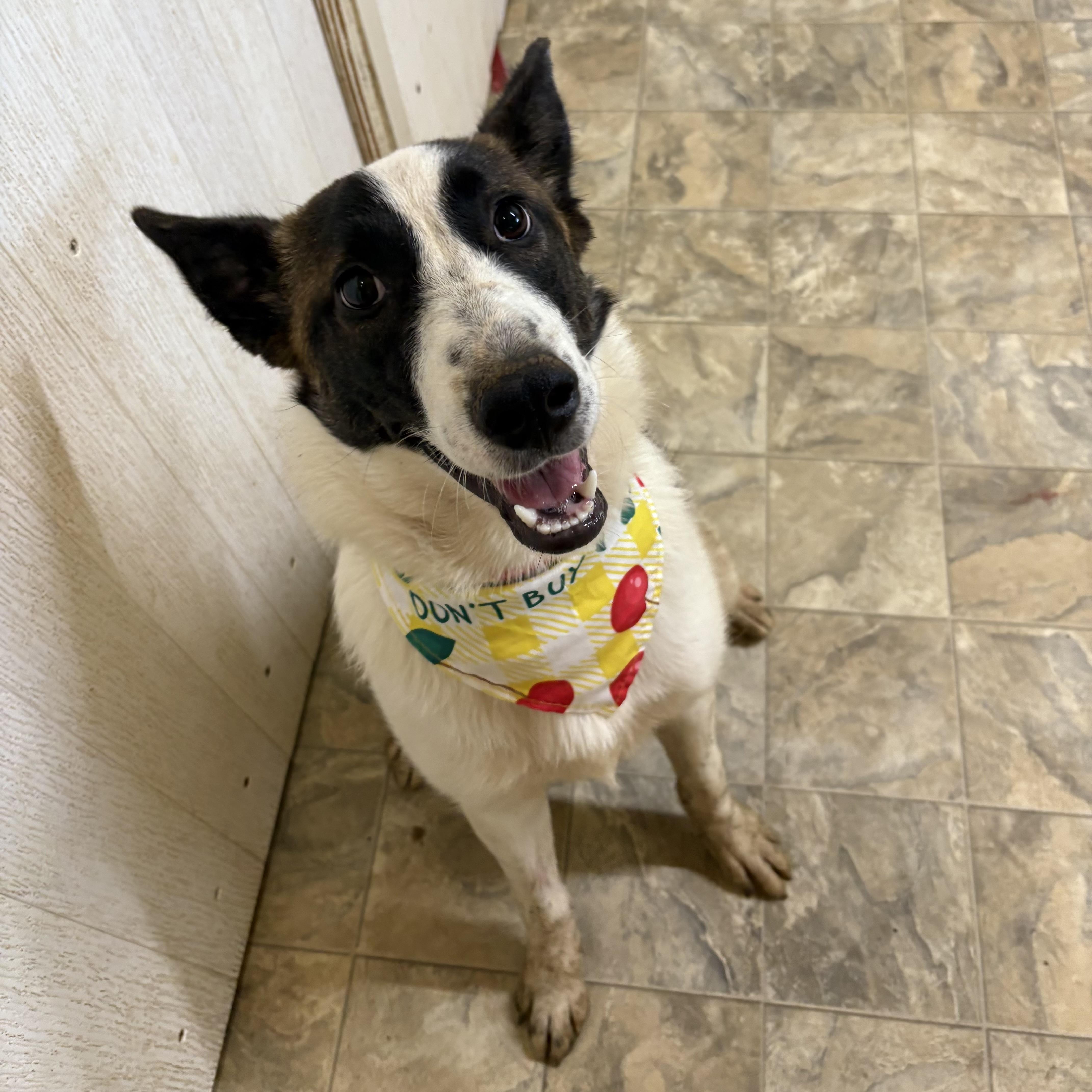 An adult medium-sized female Tricolor (Brown, Black, & White) Australian Cattle Dog / Blue Heeler dog named Jolie for adoption in Pilot Point, TX