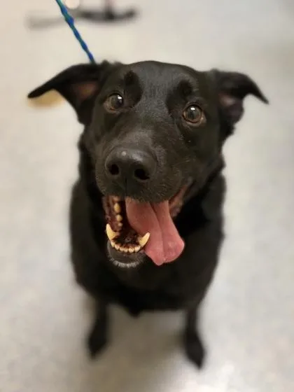 An adult large-sized female Retriever dog named Cali for adoption in Westland, MI