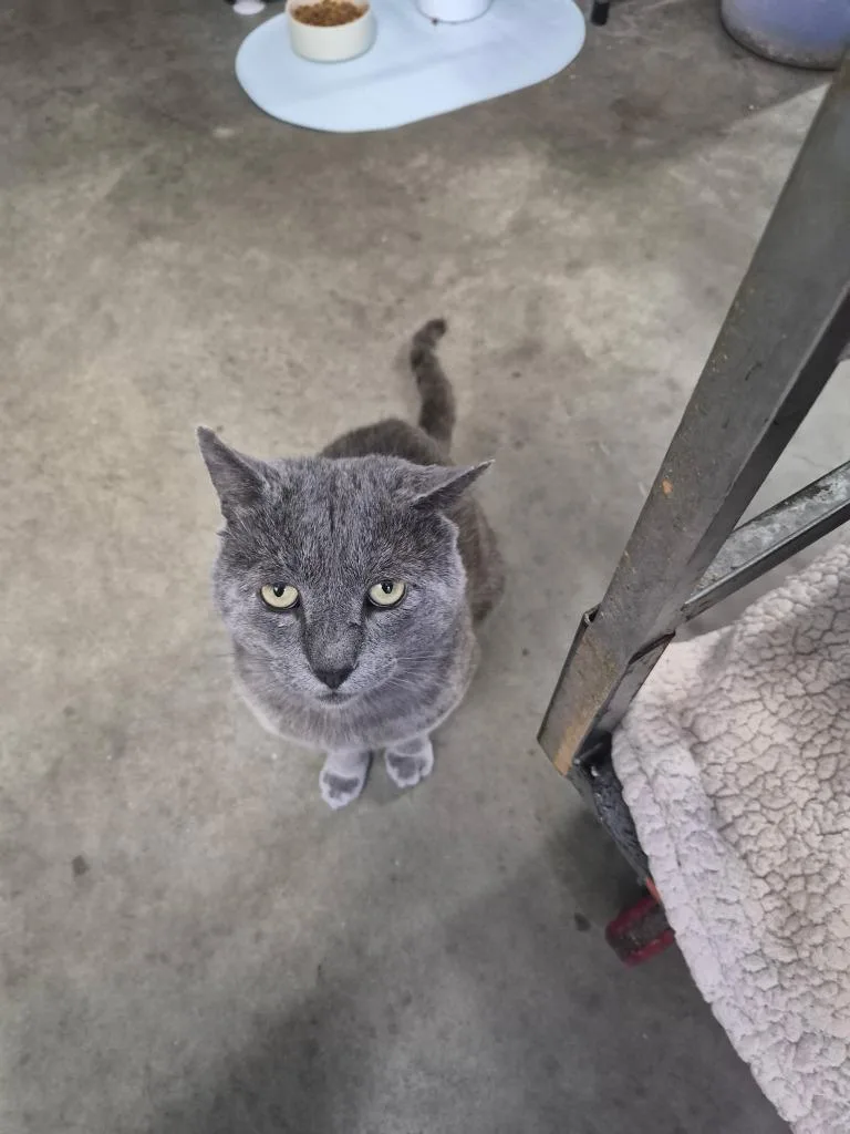 A young small-sized male Domestic Short Hair cat named Dopey Face for adoption in Thousand Oaks, CA