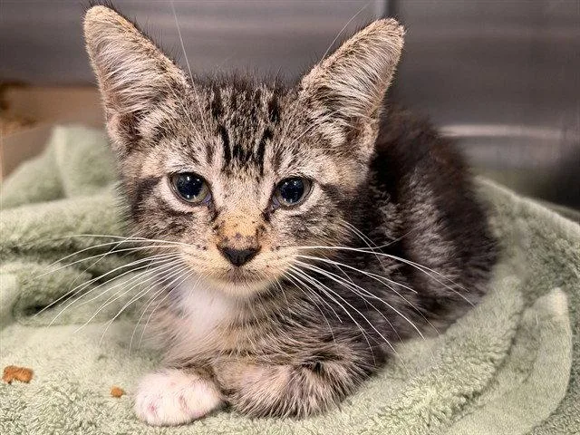 A baby small-sized male Brown / Chocolate Domestic Short Hair cat named A for adoption in Tavares, FL