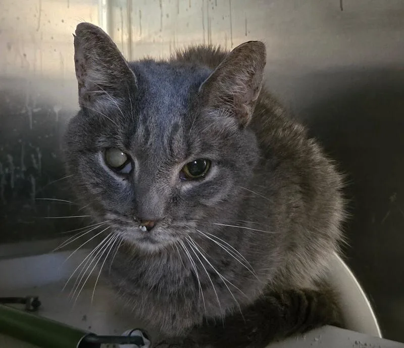 An adult medium-sized female Domestic Short Hair cat named Jewel for adoption in Cincinnati, OH