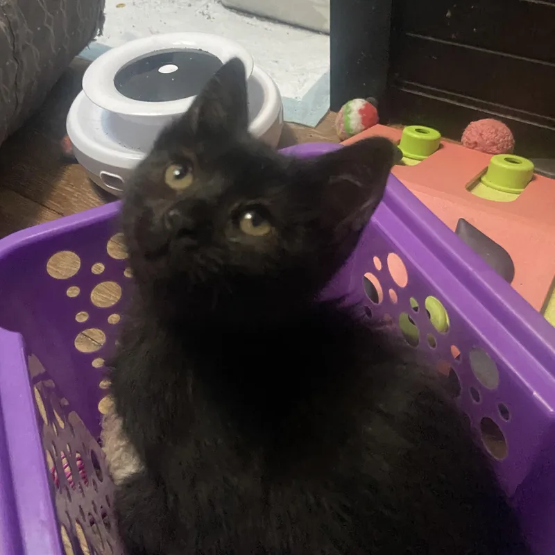 A baby small-sized female Black Domestic Short Hair cat named Dora Coleman for adoption in Morrison, CO
