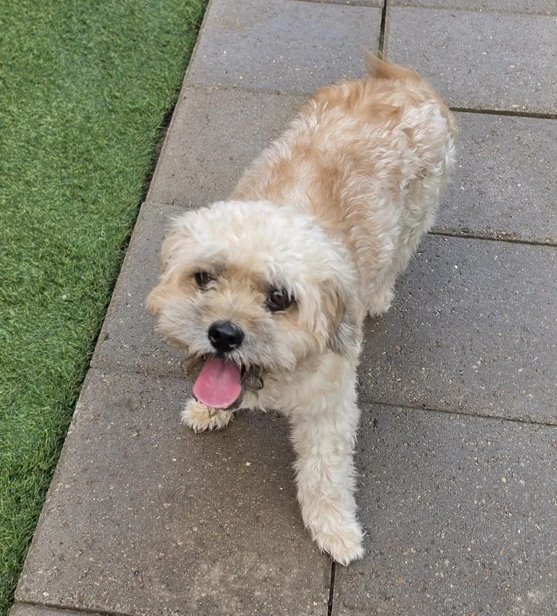 A young small-sized male Apricot / Beige Miniature Poodle dog named Randy for adoption in Edinburg, TX