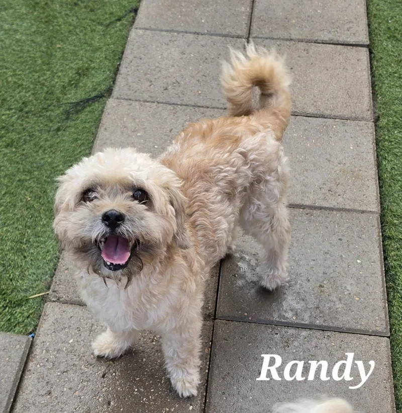 Randy thumbnail 2
