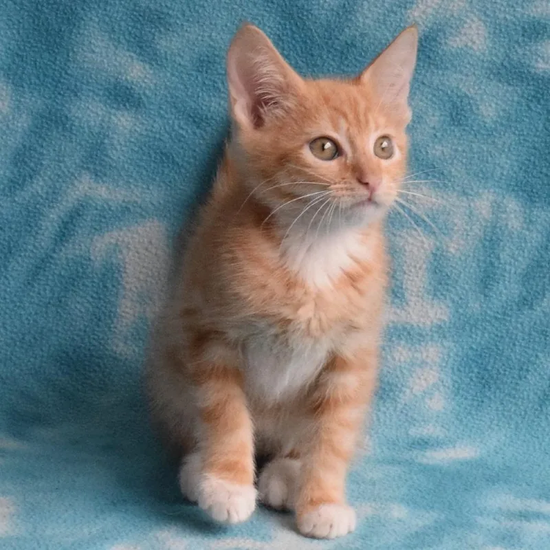 A baby small-sized female Orange / Red Domestic Short Hair cat named Pumpkin for adoption in Eureka, CA