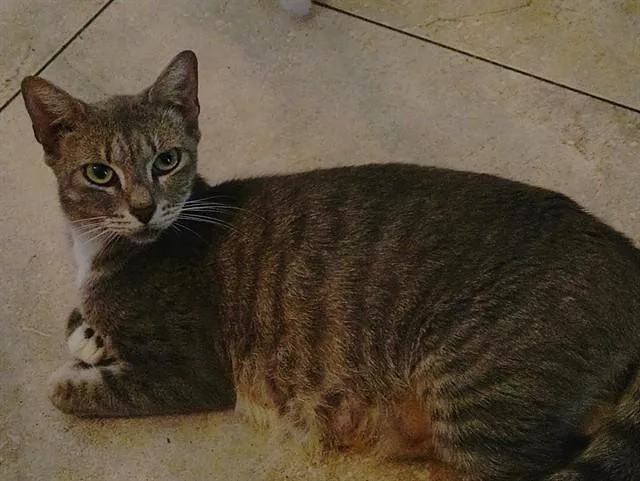 A young medium-sized female Domestic Short Hair cat named Asha for adoption in Fort Lauderdale, FL