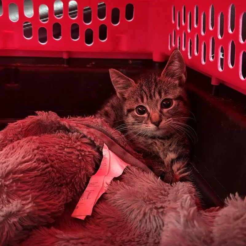 A baby small-sized female Gray / Blue / Silver Domestic Short Hair cat named Liberty for adoption in Brooklyn, NY