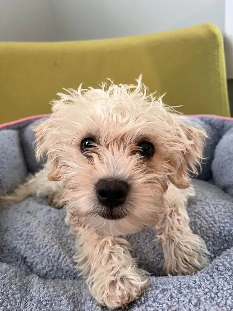 A baby small-sized female Poodle dog named Bella for adoption in Vashon, WA