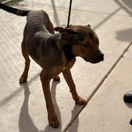 A young large-sized male Brown / Chocolate Pit Bull Terrier dog named Scooby for adoption in Douglas, AZ