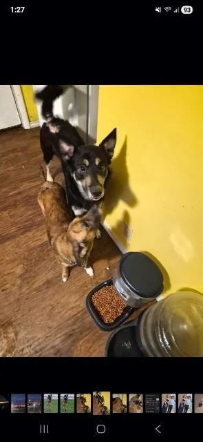 A young medium-sized male Shepherd dog named Dax for adoption in Auburn, IN