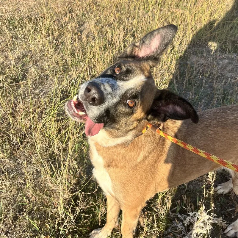 An adult large-sized male Brown / Chocolate Mixed Breed dog named Atlas for adoption in Spokane, WA