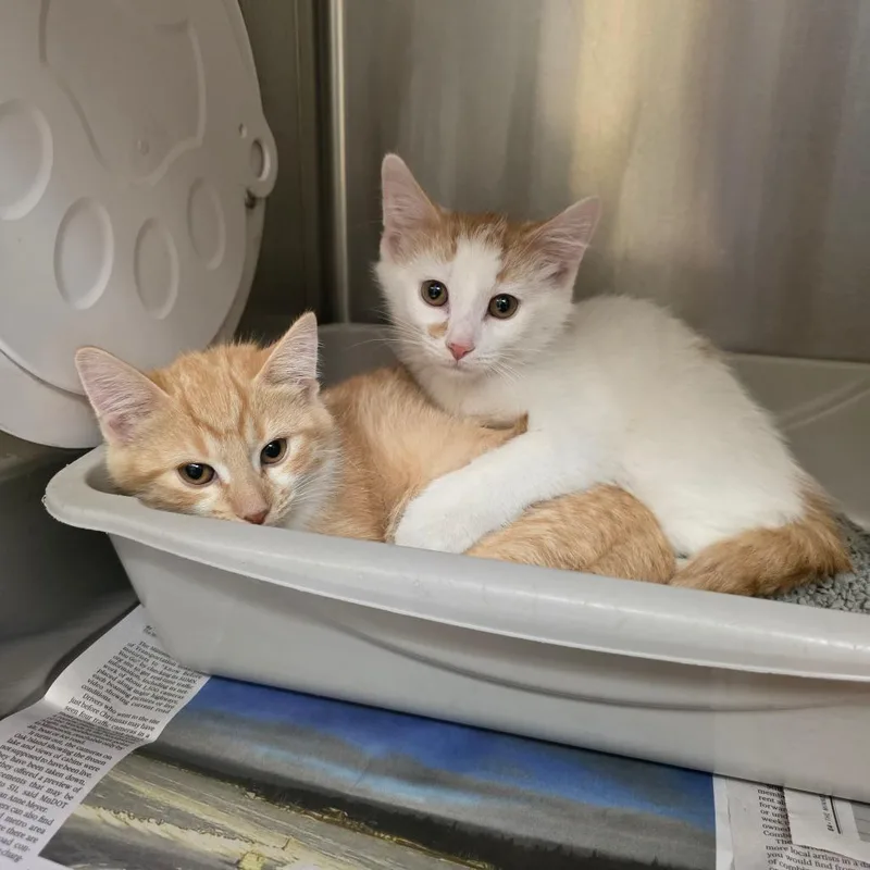 A baby small-sized male White Domestic Short Hair cat named Scooter C for adoption in Princeton, MN