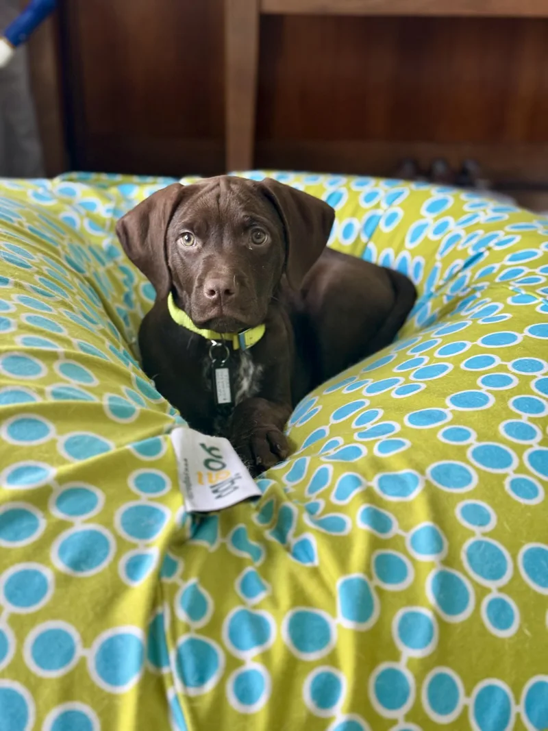 Henrietta thumbnail 2