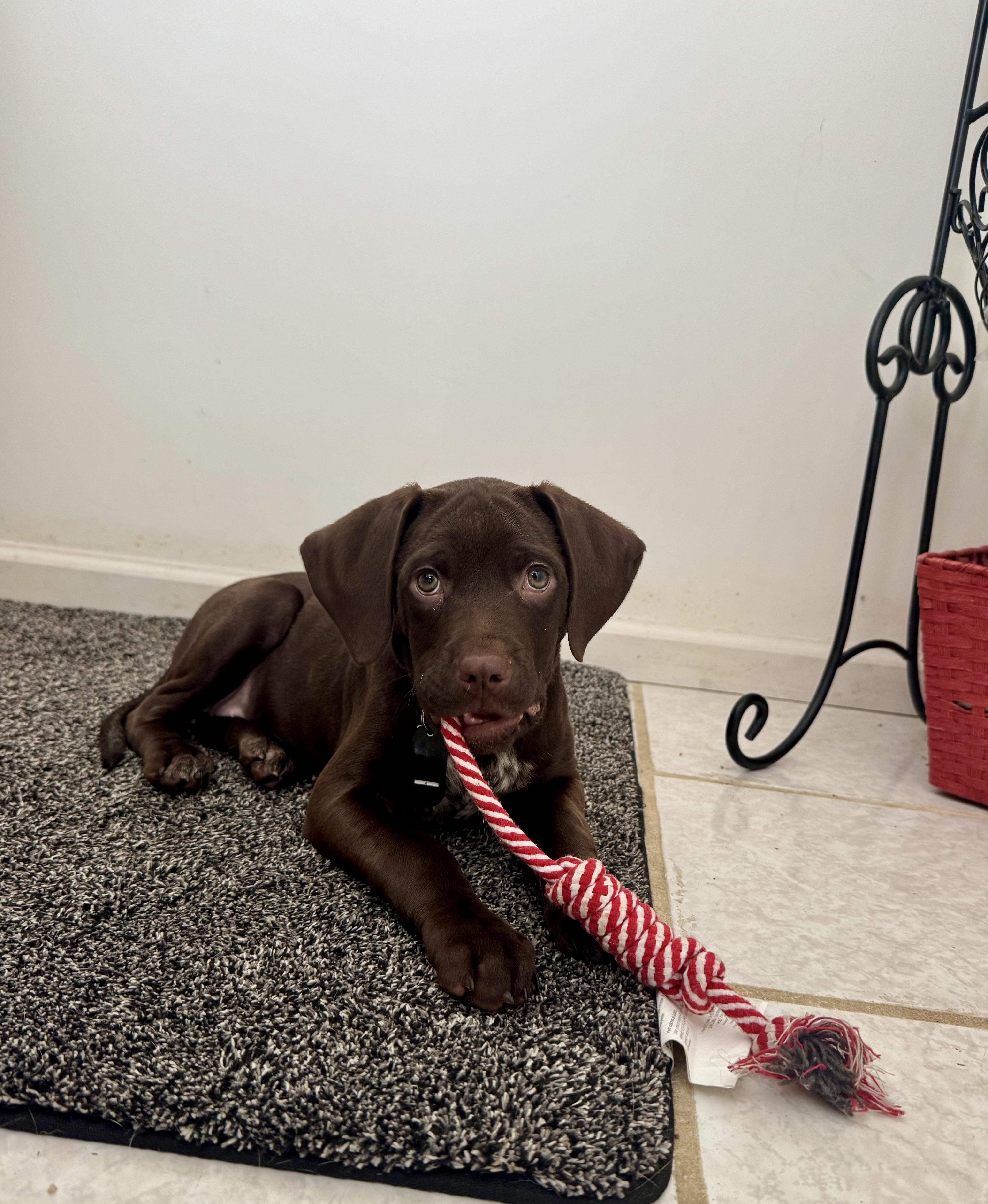 Henrietta thumbnail 3