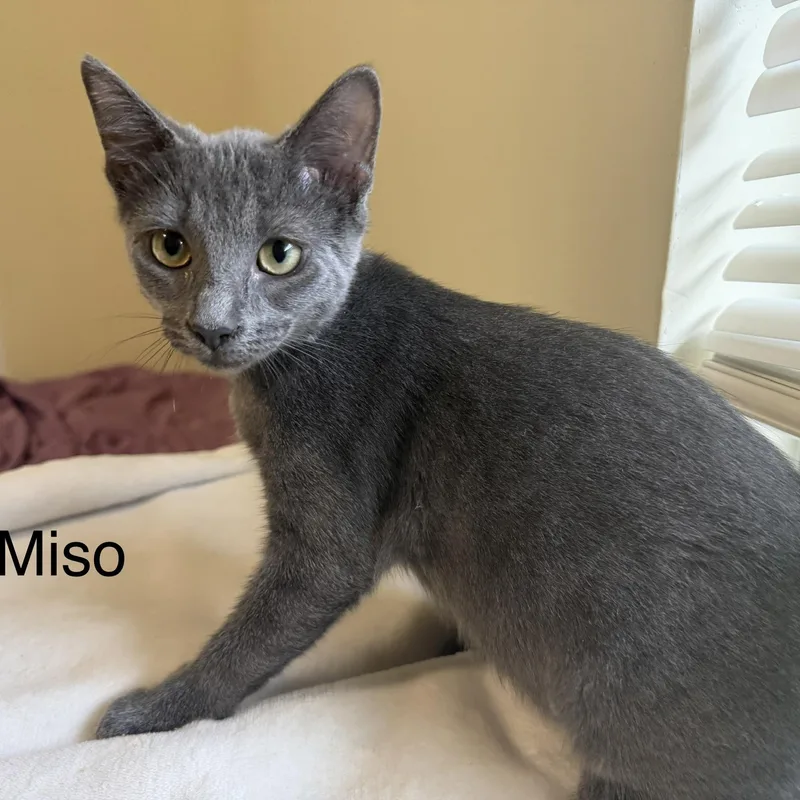 A baby medium-sized female Gray / Blue / Silver Domestic Short Hair cat named Miso for adoption in Beaufort, SC