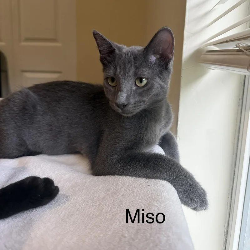 Miso thumbnail 2