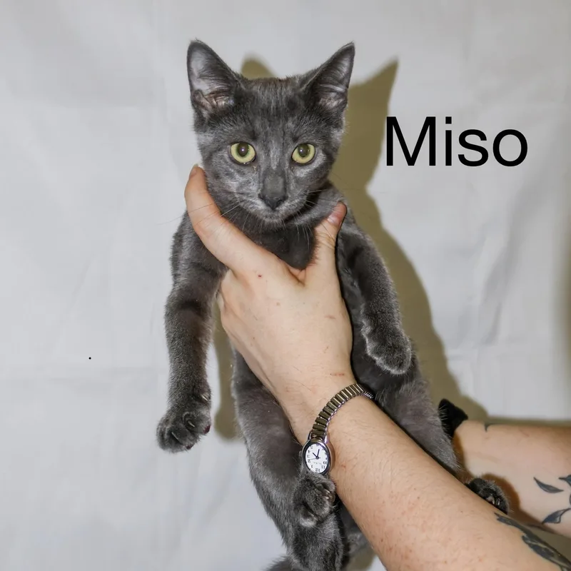 Miso thumbnail 3