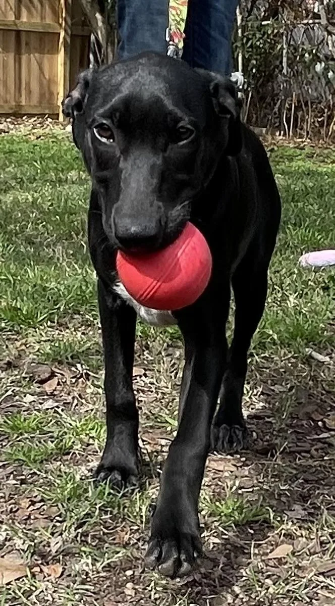 Tipper Rori’s Girl thumbnail 2