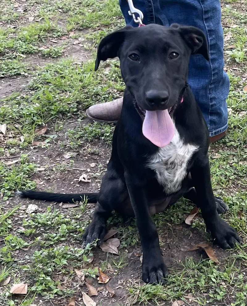 Tipper Rori’s Girl thumbnail 3