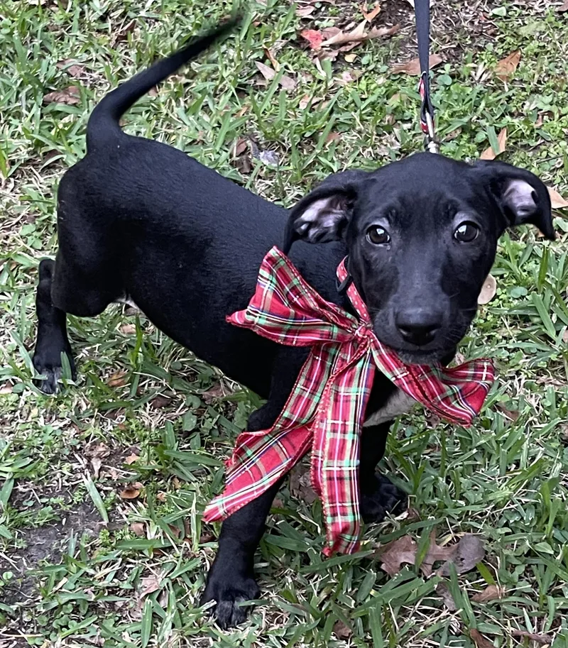 Tipper Rori’s Girl thumbnail 4