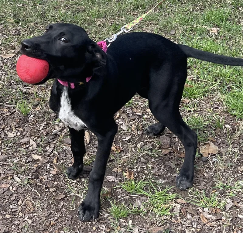 Tipper Rori’s Girl thumbnail 5