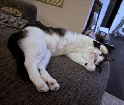 A senior medium-sized female Domestic Short Hair cat named Bluey for adoption in Washington, DC