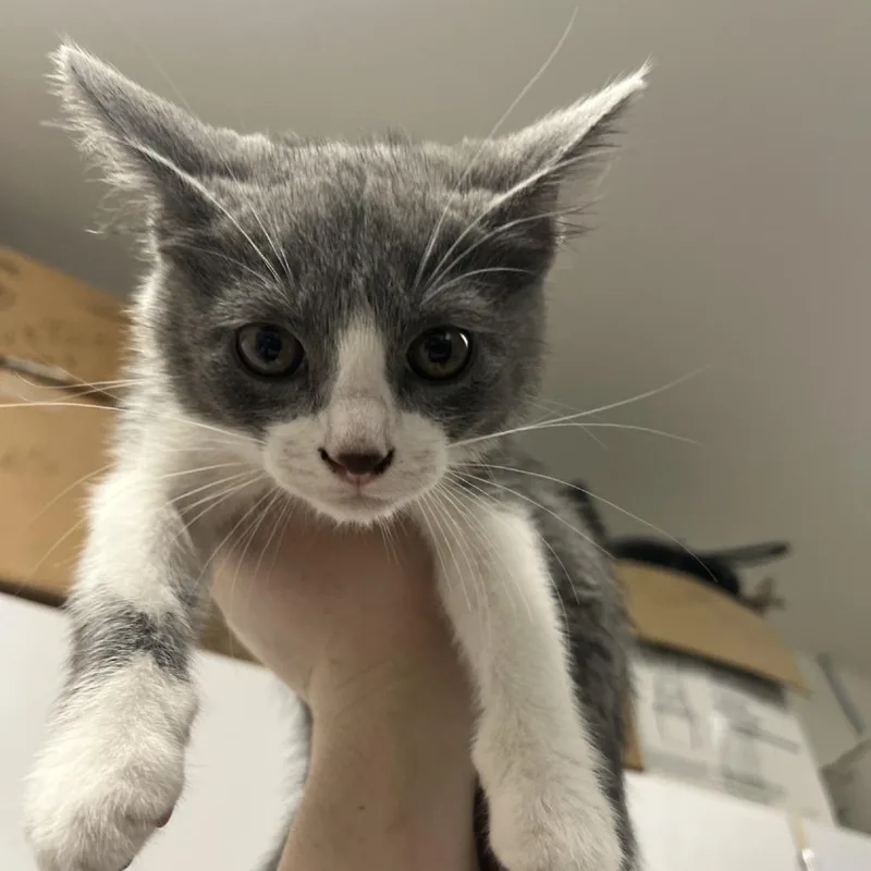 A baby small-sized male Gray / Blue / Silver Domestic Short Hair cat named Kreacher for adoption in Albert Lea, MN