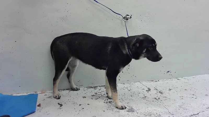 A young large-sized female German Shepherd Dog dog named Linda for adoption in Houston, TX