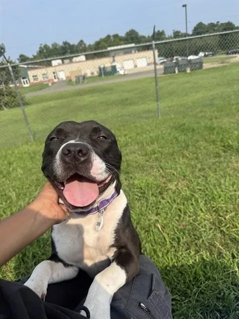 A young large-sized female Pit Bull Terrier dog named Precious for adoption in Upper Marlboro, MD