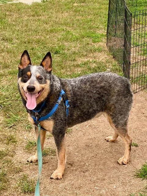 An adult medium-sized male Australian Cattle Dog / Blue Heeler dog named Obi for adoption in Methuen, MA