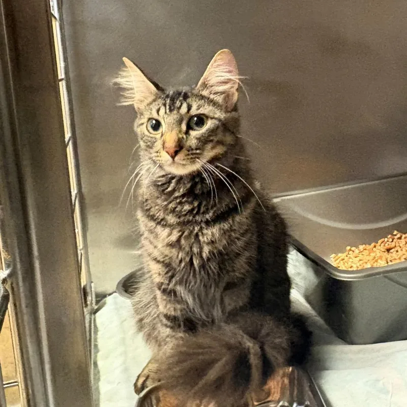 An adult small-sized female Gray / Blue / Silver Domestic Short Hair cat named Mama Ginger for adoption in Chehalis, WA