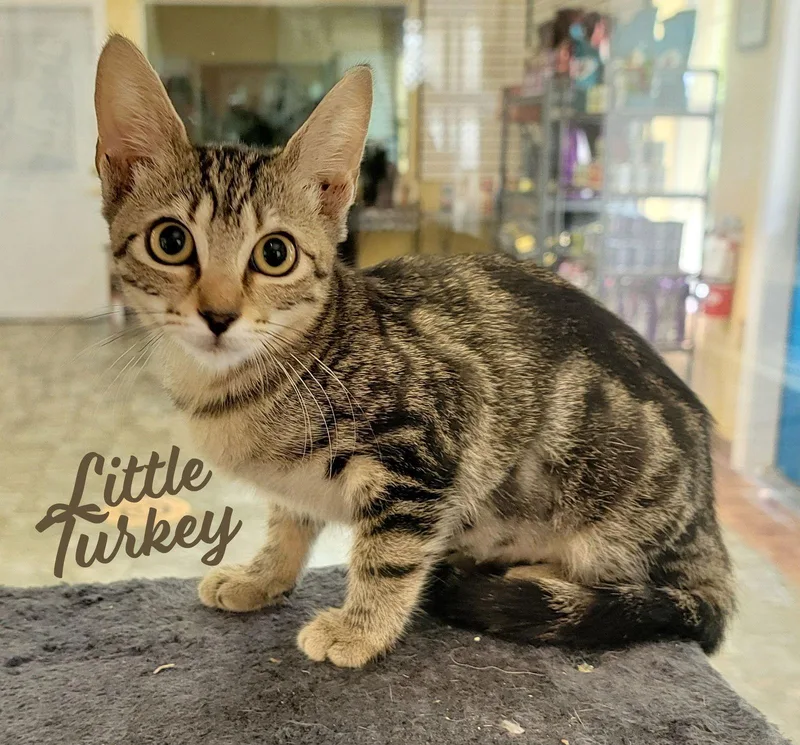 Little Turkey Buffetbunch