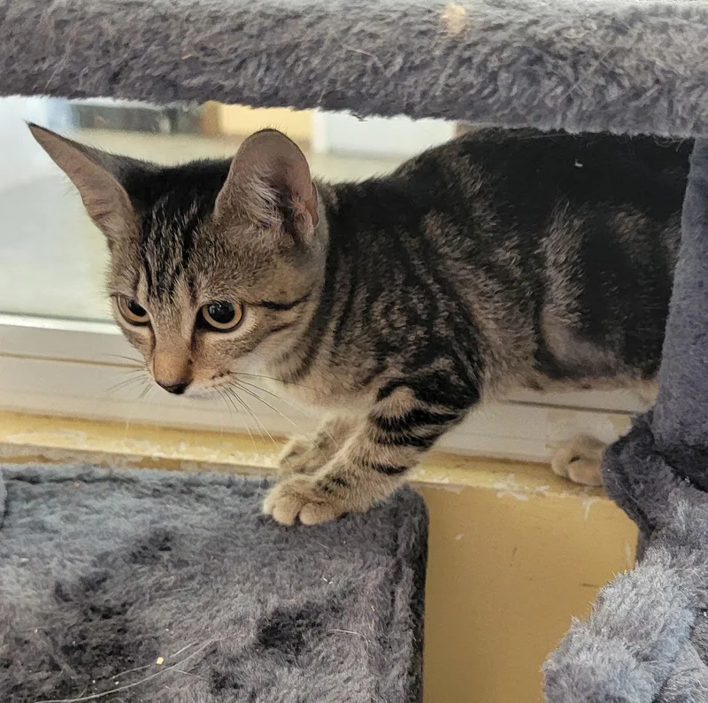 Little Turkey Buffetbunch thumbnail 3