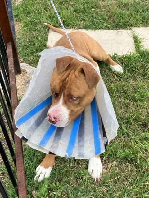 A young large-sized male Pit Bull Terrier dog named Bo for adoption in Dallas, TX