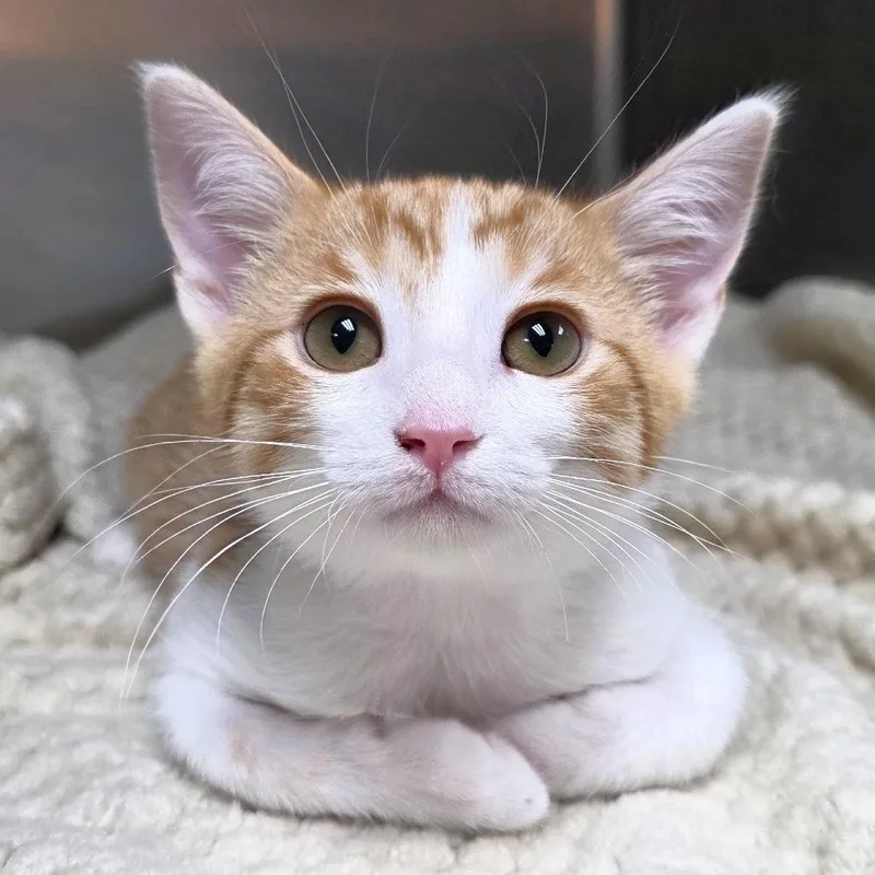 A baby small-sized male White Domestic Short Hair cat named King for adoption in Michigan City, IN