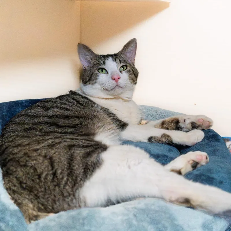 An adult large-sized male Brown / Chocolate Domestic Short Hair cat named Bumblebean for adoption in South Elgin, IL