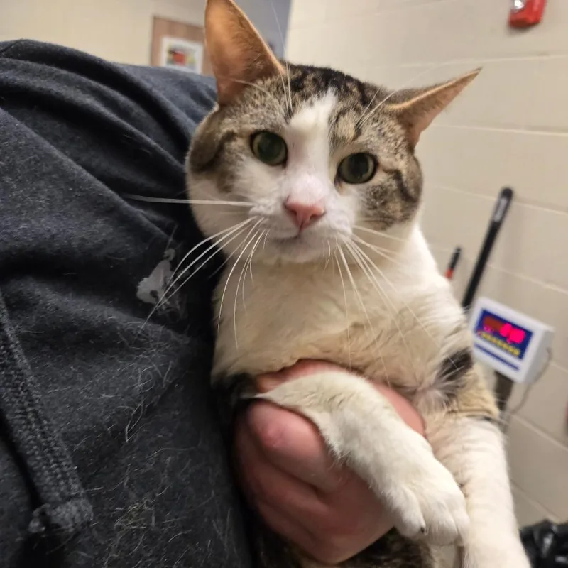 Bumblebean thumbnail 2