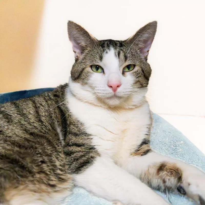 Bumblebean thumbnail 3