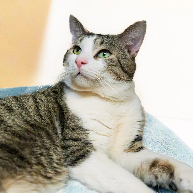 Bumblebean thumbnail 4